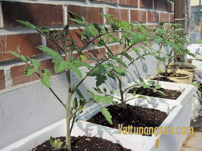 Kĩ thuật trồng cà chua 
