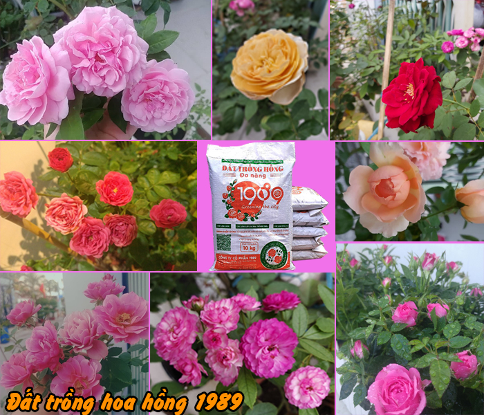 Đất trồng hoa hồng 1989