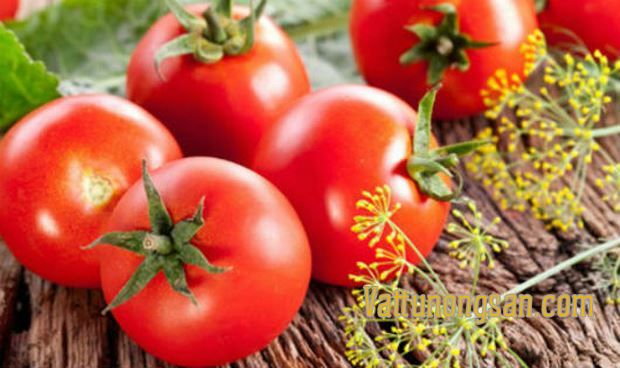 trồng cà chua với phân trùn quế 