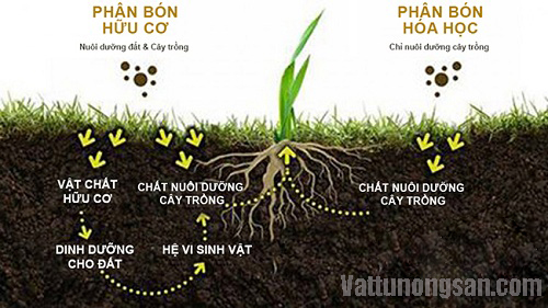 Trong đất có nhiều chất hưu cơ tốt cho cây trồng và vi sinh vật