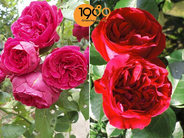 Hoa Hồng Red Eden đất trồng hoa hồng 1989 hcm