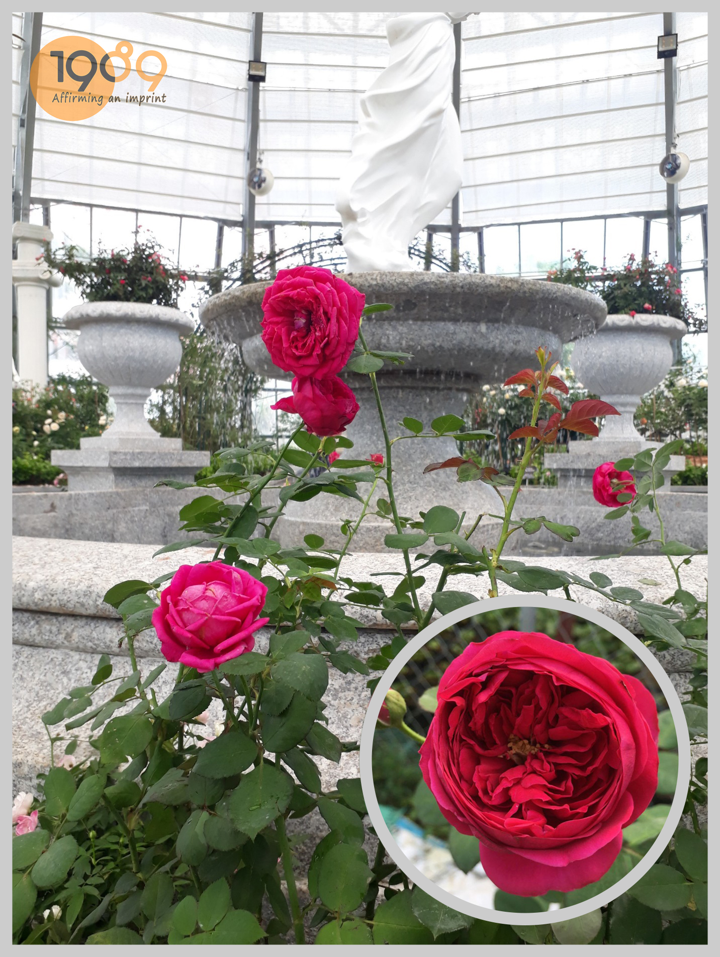 Hoa hồng ngoại Pas De Deux
