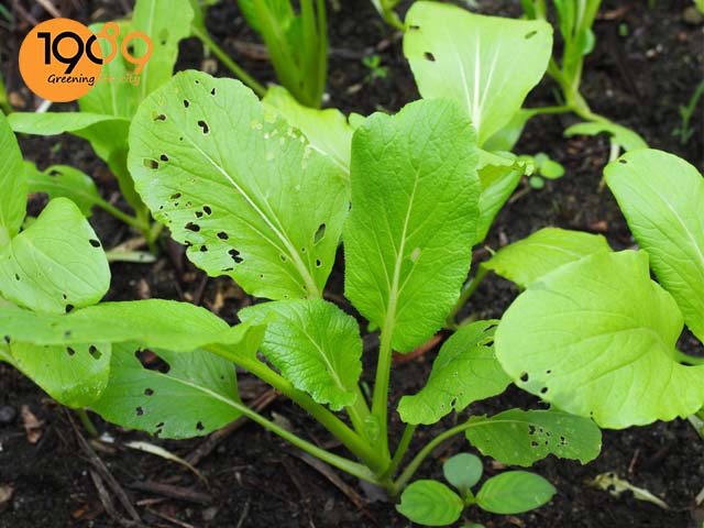 phương pháp ủ đất trồng cây rau sạch an toàn tại nhà