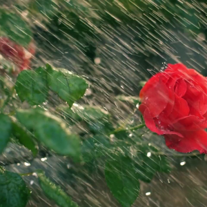 Trồng Cây Hoa Hồng mùa mưa sẽ ra sao?